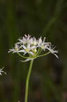 Little River Canyon onion